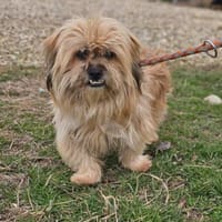 ‼Locki wartet auf sein zweites Glück‼, Hund zur Adoption