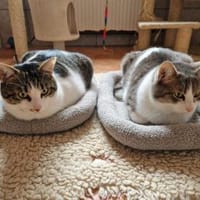 Peter & Pan, Kater zur Adoption