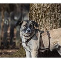 Leyda - wartet in 91358 Kunreuth, Hündin zur Adoption