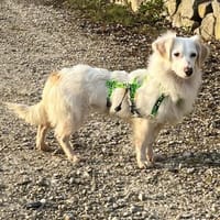 Neve ist lieb, sozial und clever, Hündin zur Adoption