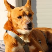 Niky, Pflegestelle in Hessen, Hund zur Adoption