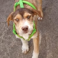 VALERIO 💛💛💛 kleiner Hundebub, Hund zur Adoption