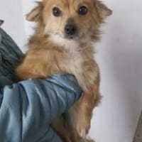 Tricky 22 cm (Pflegestelle), Hündin zur Adoption