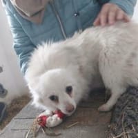 Track 22 cm (Pflegestelle), Hund zur Adoption