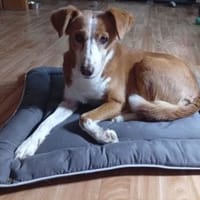 Freundliche Carrica, Hündin zur Adoption