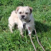 Kamilla in  45711 Datteln, Hündin zur Adoption