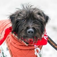 Zoe - wartet in 33154 Salzkotten, Hündin zur Adoption