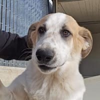 Romeo sucht das Glück, Hund zur Adoption