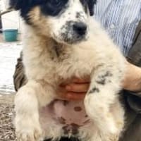 Kalinka 34 cm (Mrz 26) Pflegestelle, Hündin zur Adoption