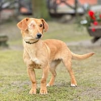 Effy°  in 64546 Mörfelden, Hündin zur Adoption