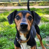 ANDY, chien à adopter