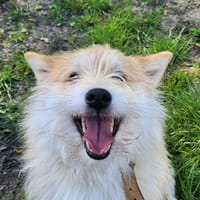 BATMAN, chien à adopter