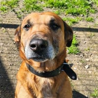 MAL, chien à adopter