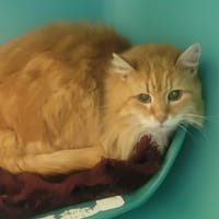 Caramelou, chat à adopter