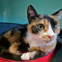 CAFE MACCHIATO QCT, chatte à adopter