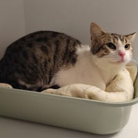 CAFE LATTE QCT, chat à adopter