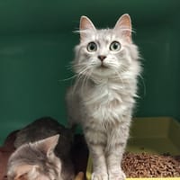 PAB28635 Dora, chatte à adopter