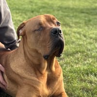 CHEDDAR QCN, chien à adopter