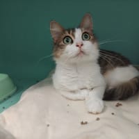 Zaïna PAB28639, chatte à adopter