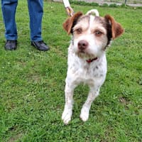 GONTRAND, chien à adopter