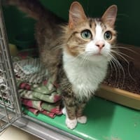 PAB28629 Felicine, chatte à adopter