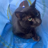 ULYSSE QCT, chat à adopter