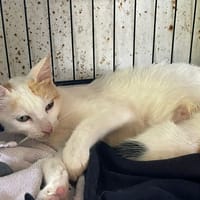 GEORGETTE, chatte à adopter