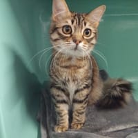 PAB28633 Zap, chat à adopter