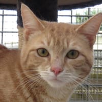 MALCOLM, chat à adopter