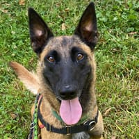 STORMY QCN, chienne à adopter