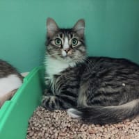 PAB28638 Aghata, chatte à adopter