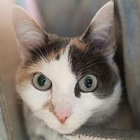 Laïka, chatte à adopter