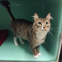 PAB28641 Nuage, chat à adopter