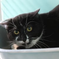 Zebulon, chatte à adopter