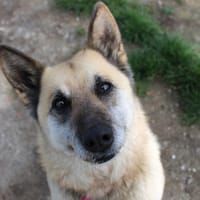 Laya, chienne à adopter