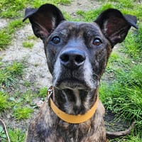 STITCH, chien à adopter