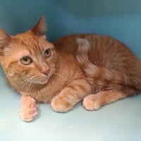 Simba, chat à adopter