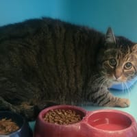 Pinpin, chat à adopter