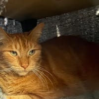noé, chat à adopter