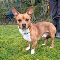 EDEN, chien à adopter