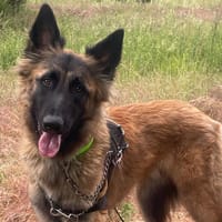 MAX QCN, chien à adopter