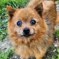 TEQUILA, chienne à adopter