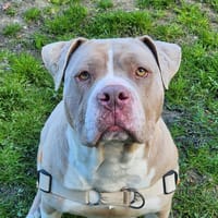 KALY, chienne à adopter