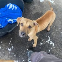 ZYON QCN, chien à adopter