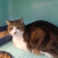 Oliver, chat à adopter