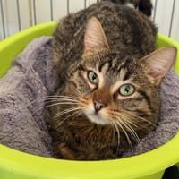 Stark, chat à adopter