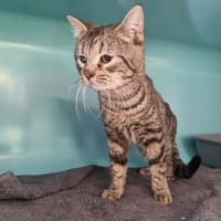 ALIGATO, chat à adopter