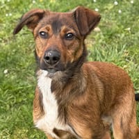Azalée CAA14979, chienne à adopter