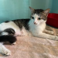 BONNIE, chatte à adopter