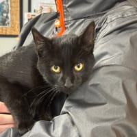 SIMPLY, chat à adopter